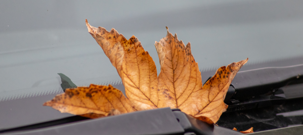 leaf on car