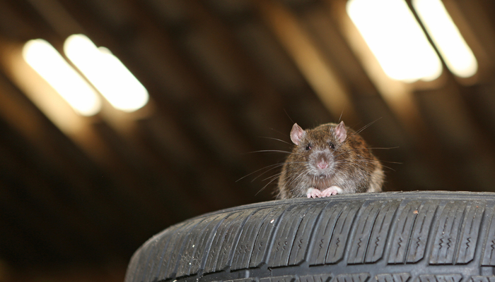 mouse on a tire